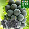 山梨県産　JAふえふき御坂支所　大峰（たいほう）約1.8キロ(3房入り)　黒葡萄　送料無料　クール便　ぶどう　ブドウ　葡萄　市場発送