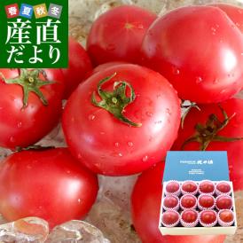 北海道より産地直送 下川町のスーパーフルーツトマト ＜北の極＞ プレミアム 約800g化粧箱　LからSサイズ（8玉から15玉）送料無料 とまと