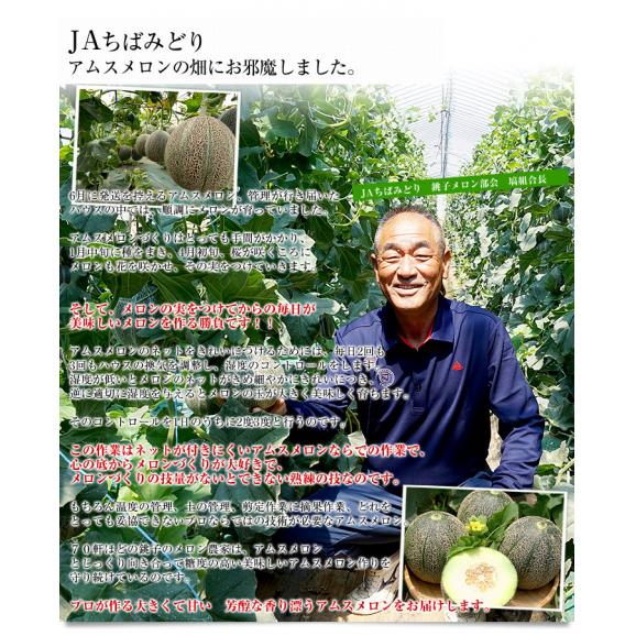 千葉県産 JAちばみどり アムスメロン 金印16 大玉 約5キロ（4玉から5玉） 送料無料 めろん 市場スポット05