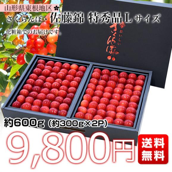 山形県より産地直送 さくらんぼ佐藤錦 特秀品Ｌサイズ　約600g化粧箱 (約300g×2P入) 送料無料 クール便　サクランボ　桜桃　お中元　ギフト03