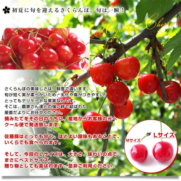 山形県より産地直送 さくらんぼ佐藤錦 特秀品Ｌサイズ　約600g化粧箱 (約300g×2P入) 送料無料 クール便　サクランボ　桜桃　お中元　ギフト04