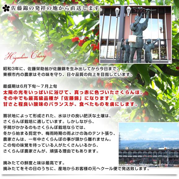 山形県より産地直送 さくらんぼ佐藤錦 特秀品Ｌサイズ　約600g化粧箱 (約300g×2P入) 送料無料 クール便　サクランボ　桜桃　お中元　ギフト06
