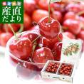 山形県より産地直送 さくらんぼ　佐藤錦 秀品　2Ｌサイズ 約1キロ(500g×2パック) 送料無料 クール便　サクランボ　桜桃　お中元　ギフト