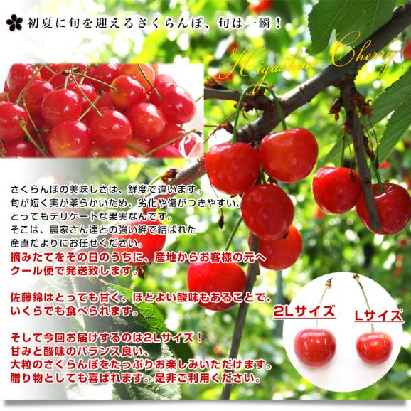 山形県より産地直送 さくらんぼ　佐藤錦 秀品　2Ｌサイズ 約1キロ(500g×2パック) 送料無料 クール便　サクランボ　桜桃　お中元　ギフト04