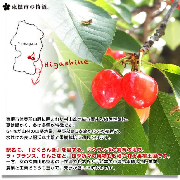 山形県より産地直送 さくらんぼ　佐藤錦 秀品　2Ｌサイズ 約1キロ(500g×2パック) 送料無料 クール便　サクランボ　桜桃　お中元　ギフト05