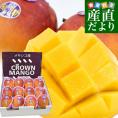 メキシコ産 アップルマンゴー（ケント種）約5.5キロ原体箱（12玉から14玉入り） 送料無料 クール便 まんごー マンゴー 市場発送