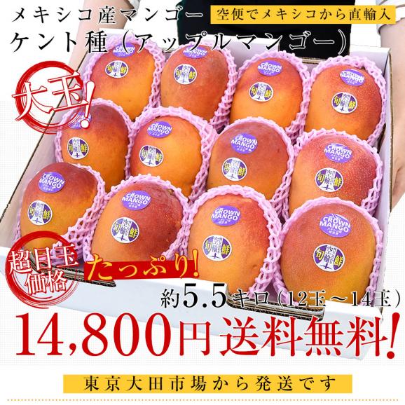 メキシコ産 アップルマンゴー（ケント種）約5.5キロ原体箱（12玉から14玉入り） 送料無料 クール便 まんごー マンゴー 市場発送03