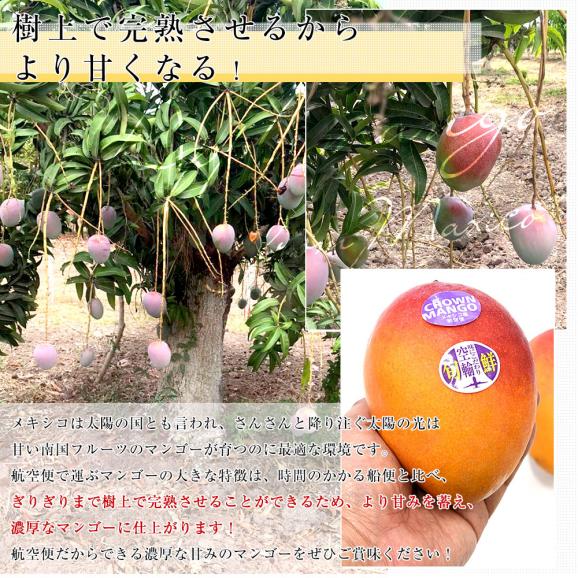 メキシコ産 アップルマンゴー（ケント種）約5.5キロ原体箱（12玉から14玉入り） 送料無料 クール便 まんごー マンゴー 市場発送05