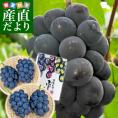 岡山県より産地直送　JA晴れの国岡山 津山支所 オーロラブラック 優品以上 約2キロ(3房から5房) 送料無料 黒葡萄 葡萄　ぶどう ブドウ　クール便