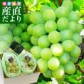 【御中元 ギフト】JA晴れの国岡山　岡山県産 マスカット・オブ・アレキサンドリア 青秀品以上　合計約1キロ(500g×2房）送料無料　白ぶどう 葡萄 ブドウ クール便 お中元 ギフト