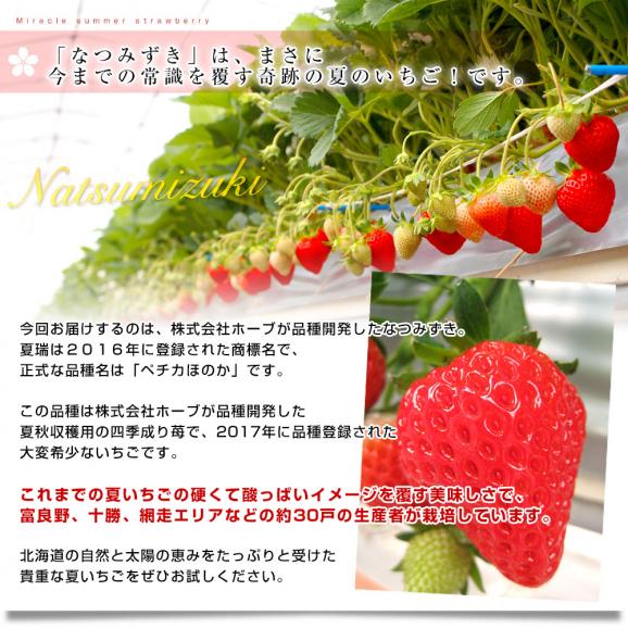 北海道より産地直送 高級いちご なつみずき　約300g（12粒）化粧箱入り イチゴ 苺 夏イチゴ05