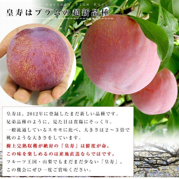 山梨県より産地直送 JAふえふき中道支所 プラム 皇寿 大玉サイズ 約1.7キロ（6玉から8玉）送料無料 ぷらむ 李 スモモ04