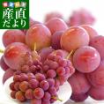 山梨県産 JAふえふき 御坂支所 クイーンニーナ 赤秀品以上 約1.5キロ（3房入り）送料無料　赤ぶどう 葡萄 種なしぶどう クール便 市場発送