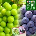 岡山県産　JA全農おかやま シャインマスカット＆ニューピオーネセット 優品以上 大房 合計 約1.2キロ (2房）ぶどう ※クール便