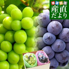 岡山県産　JA全農おかやま シャインマスカット＆ニューピオーネセット 優品以上 大房 合計 約1.2キロ (2房）ぶどう ※クール便