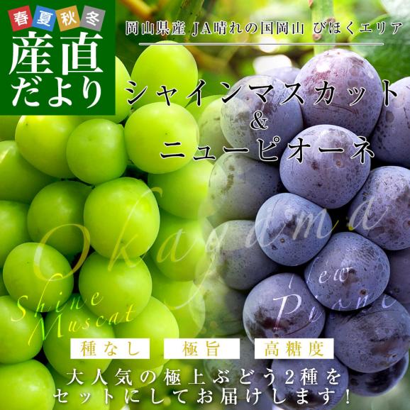 岡山県産 JA晴れの国岡山 びほくエリア シャインマスカット 青秀以上＆ニューピオーネ 優品以上 大房 合計 約1.2キロ (2房）送料無料 ぶどう ※クール便02