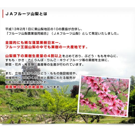 山梨県産 JAフルーツ山梨の桃（なつっこ他） 青秀品 大玉約5キロ（15玉から16玉）送料無料 もも 桃 市場スポット クール便 05
