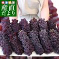 山形県 JA山形おきたまのハウス栽培 デラウェア（種なし） 秀品約2キロ（12房入り） 送料無料 ぶどう ブドウ 葡萄 市場スポット クール便