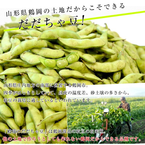 山形県から産地直送 JA鶴岡 殿様のだだちゃ豆 約1.5キロ 送料無料 枝豆 おつまみ クール便04