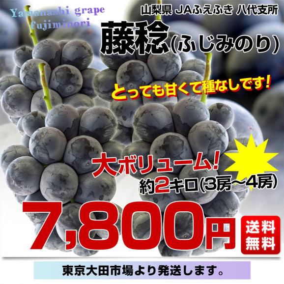 山梨県産 JAふえふき 八代支所 藤稔(ふじみのり)約2キロ（3房から４房） 送料無料 ぶどう ブドウ 葡萄 クール便03
