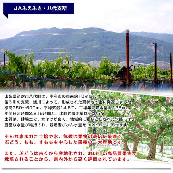 山梨県産 JAふえふき 八代支所 藤稔(ふじみのり)約2キロ（3房から４房） 送料無料 ぶどう ブドウ 葡萄 クール便06