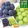 【遅れてごめんね敬老の日ギフト】山梨県産 JAフルーツ山梨 勝沼のシャインマスカット＆種なしピオーネ 各1房入り 合計900g以上 送料無料 ブドウ ぶどう 葡萄 メッセージカード付き クール便