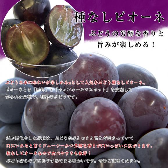 【遅れてごめんね敬老の日ギフト】山梨県産 JAフルーツ山梨 勝沼のシャインマスカット＆種なしピオーネ 各1房入り 合計900g以上 送料無料 ブドウ ぶどう 葡萄 メッセージカード付き クール便05