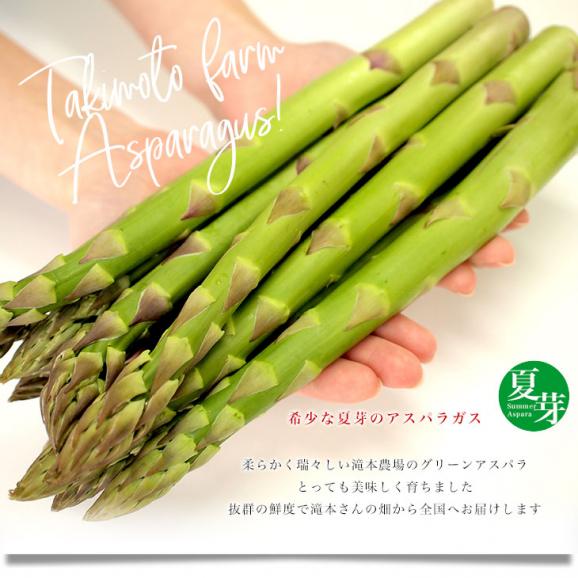 北海道より産地直送 赤井川村滝本農場の有機JAS夏芽グリーンアスパラ「カルデラの貴公子」Mサイズ以上混合 約1キロ入り 送料無料 アスパラガス ※クール便発送04