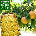 新潟県より産地直送 JAえちご中越 高糖度梨「糖鮮確実 (とうせんかくじつ)」 糖度13度以上 優品以上 約５キロ (9玉から14玉) なし ナシ 送料無料