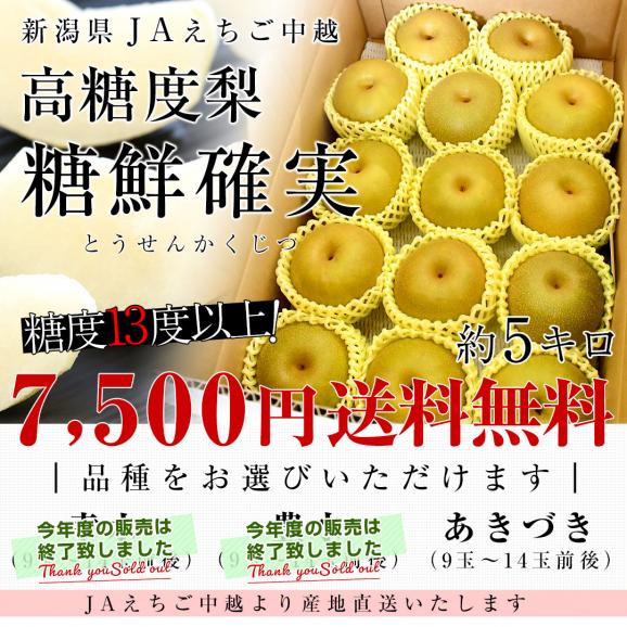 新潟県より産地直送 JAえちご中越 高糖度梨「糖鮮確実 （とうせんかくじつ）」 糖度13度以上 優品以上 約5キロ （9玉から14玉） なし ナシ 送料無料03