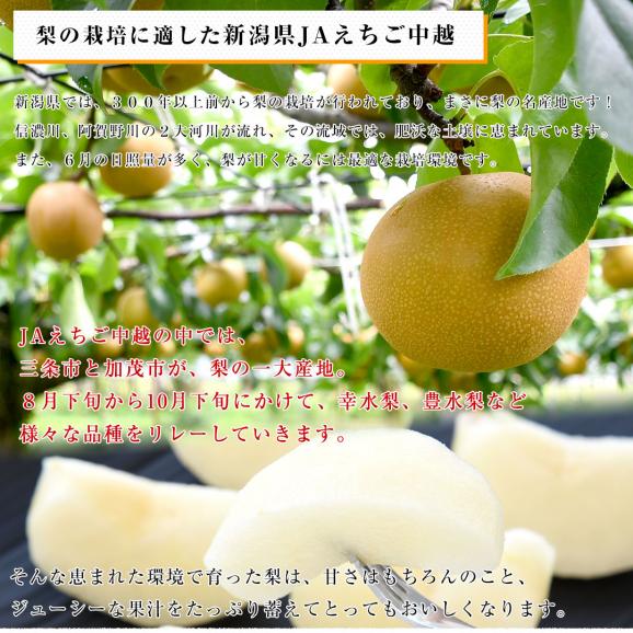 新潟県より産地直送 JAえちご中越 高糖度梨「糖鮮確実 (とうせんかくじつ)」 糖度13度以上 優品以上 約５キロ (9玉から14玉) なし ナシ 送料無料05