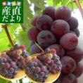 岡山県より産地直送 JA晴れの国岡山 津山支所 訳あり良品 ニューピオーネ 約2キロ（4房から5房）送料無料 ブドウ ぶどう クール便