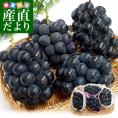 山梨県産・長野県産 黒ぶどう4種セット 約1.8キロ（ブラックビート、巨峰、藤稔、ナガノパープル×各種1房）送料無料 ぶどう ブドウ 葡萄 市場発送 クール便