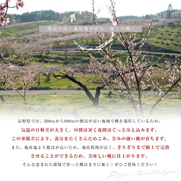 長野県県より産地直送 JAながの桃（川中島白桃他）秀品 約5キロ (13玉から18玉) 送料無料 クール便 もも モモ04