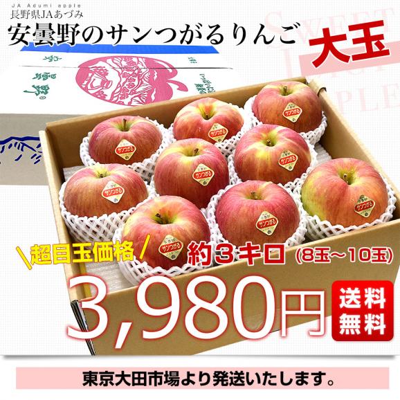 長野県産 JAあづみ 安曇野 サンつがるりんご 優品以上 約3キロ 大玉（8玉から10玉）林檎 りんご 送料無料 クール便03
