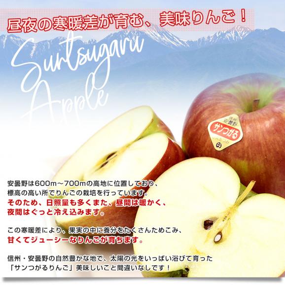 長野県産 JAあづみ 安曇野 サンつがるりんご 優品以上 約3キロ 大玉（8玉から10玉）林檎 りんご 送料無料 クール便06