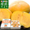 和歌山県 JA紀北かわかみ ハウス栽培 刀根早生柿 最高等級：赤秀品 約2キロ(8玉から10玉入り) 送料無料 柿 かき 温室 ハウス栽培 市場発送 クール便