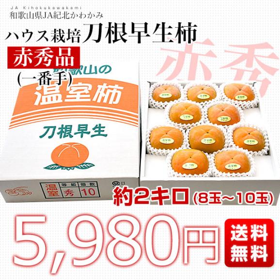 和歌山県 JA紀北かわかみ ハウス栽培 刀根早生柿 最高等級：赤秀品 約2キロ(8玉から10玉入り) 送料無料 柿 かき 温室 ハウス栽培 市場発送 クール便03
