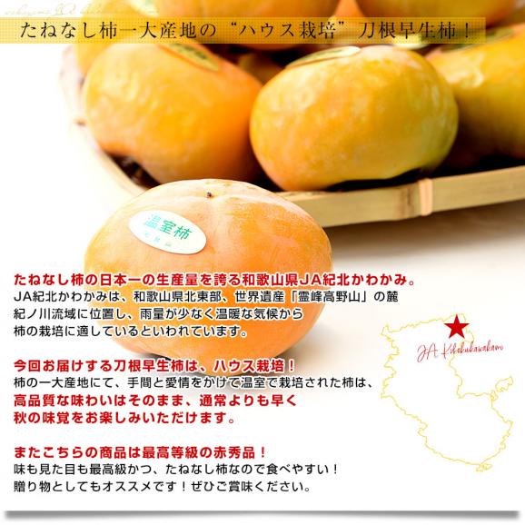 和歌山県 JA紀北かわかみ ハウス栽培 刀根早生柿 最高等級：赤秀品 約2キロ(8玉から10玉入り) 送料無料 柿 かき 温室 ハウス栽培 市場発送 クール便04