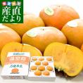 和歌山県 JA紀北かわかみ ハウス栽培 刀根早生柿 青秀品 約2キロ(8玉から10玉入り) 送料無料 柿 かき 温室 ハウス栽培 市場発送 クール便