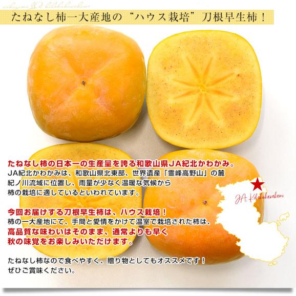 和歌山県 JA紀北かわかみ ハウス栽培 刀根早生柿 青秀品 約2キロ(8玉から10玉入り) 送料無料 柿 かき 温室 ハウス栽培 市場発送 クール便04