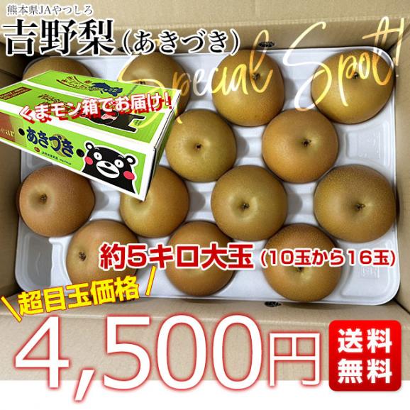 熊本県産　JAやつしろ　吉野梨（あきづき）大玉秀品5キロ（10玉から16玉）なし　ナシ　送料無料　市場発送03