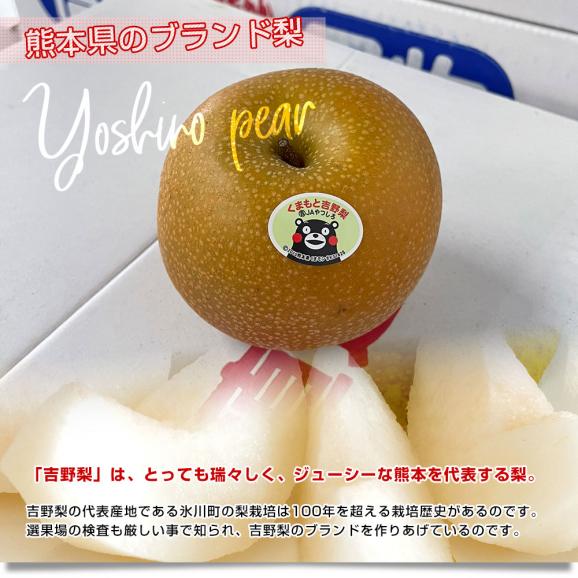 熊本県産　JAやつしろ　吉野梨（あきづき）大玉秀品5キロ（10玉から16玉）なし　ナシ　送料無料　市場発送04