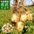 北海道産 JA今金町 じゃがいも 今金男爵 2Lサイズ 約5キロ(22玉前後入り)　送料無料 馬鈴薯 ジャガイモ 芋 男爵芋