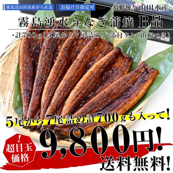 鹿児島県志布志産 山田水産 ご家庭向け 霧島湧水うなぎ B品 計700g（5尾から7尾詰め）送料無料 鰻師 加藤尚武さん シーフード03