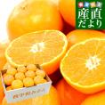 愛媛県より産地直送 JAにしうわ 西宇和温州みかん 2Lサイズ 約3キロ　送料無料 みかん ミカン 蜜柑