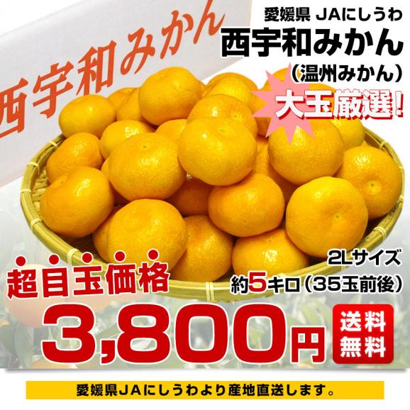 愛媛県より産地直送 JAにしうわ 西宇和温州みかん 2Lサイズ 約5キロ（35玉前後）　送料無料 みかん ミカン 蜜柑03