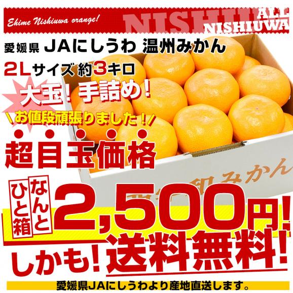 愛媛県より産地直送 JAにしうわ 西宇和温州みかん 2Lサイズ 約3キロ　送料無料 みかん ミカン 蜜柑03