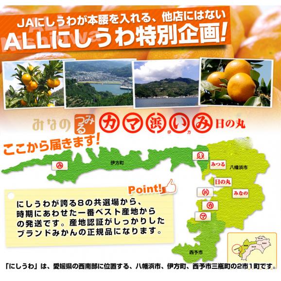 愛媛県より産地直送 JAにしうわ 西宇和温州みかん 2Lサイズ 約3キロ　送料無料 みかん ミカン 蜜柑04