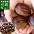 茨城県 生栗 約2キロ 3Lサイズ 送料無料 大粒栗 和栗 くり マロン 市場発送 クール便